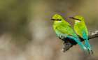 Swallow-tailed bee-eater pair hanging out together in southern Africa Art Print
